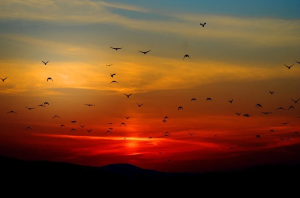 birds flying in the sky at sunset